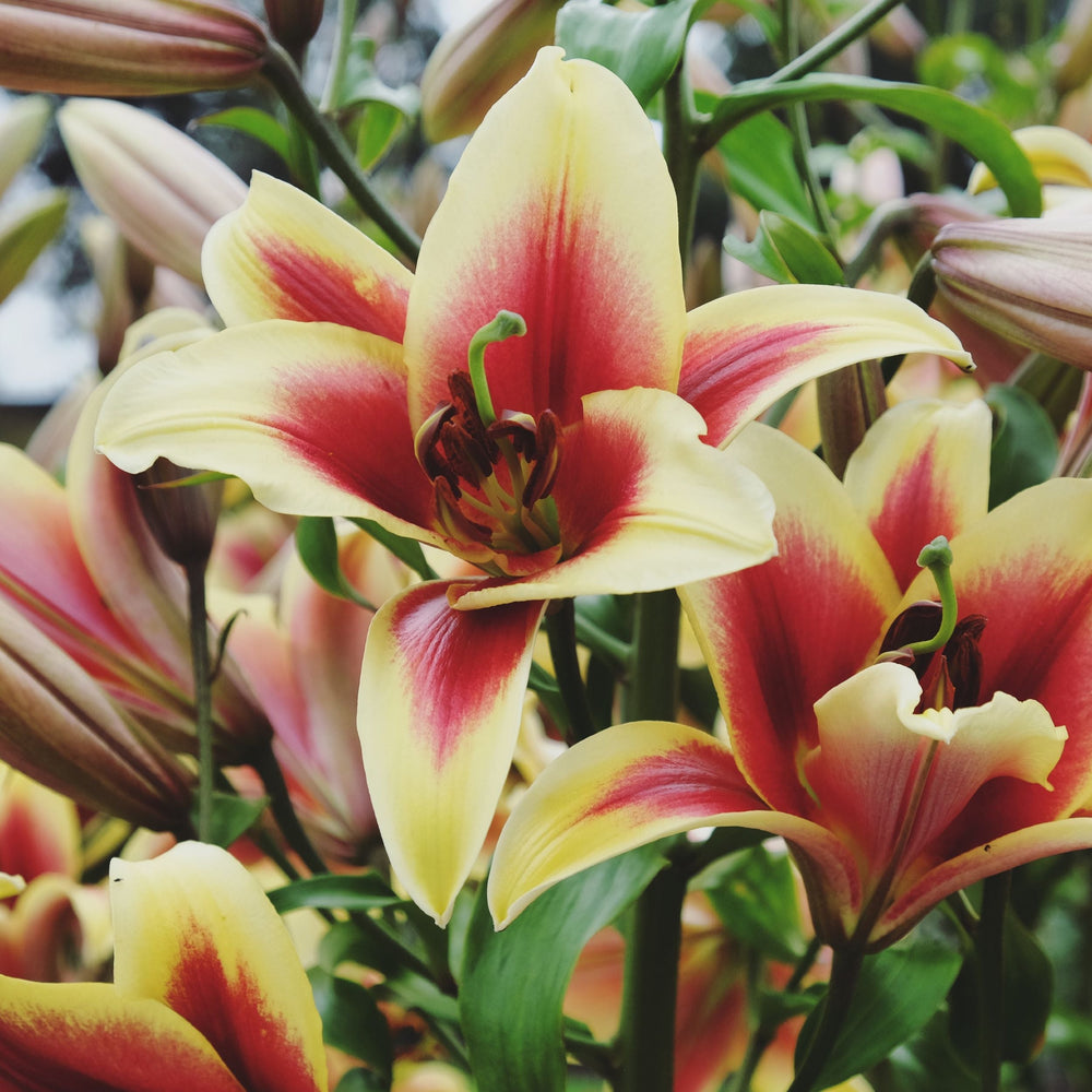 Lilium - Orienpet Lily Flavia