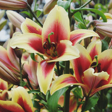 Lilium - Orienpet Lily Flavia