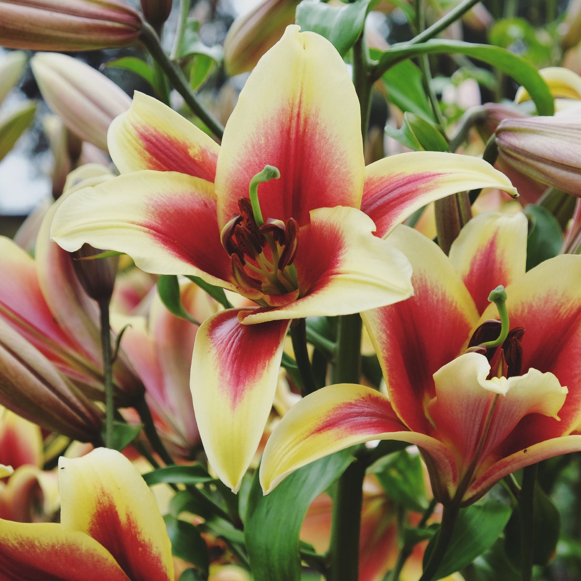 Lilium - Orienpet Lily Flavia
