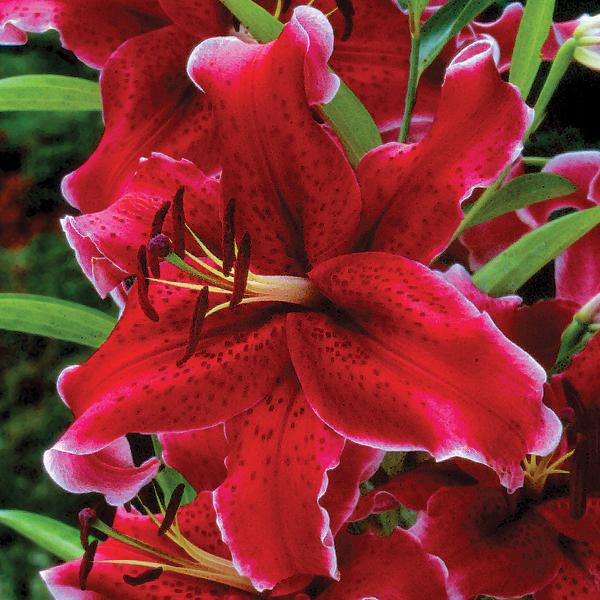Lilium - Oriental Lily Rio Negro