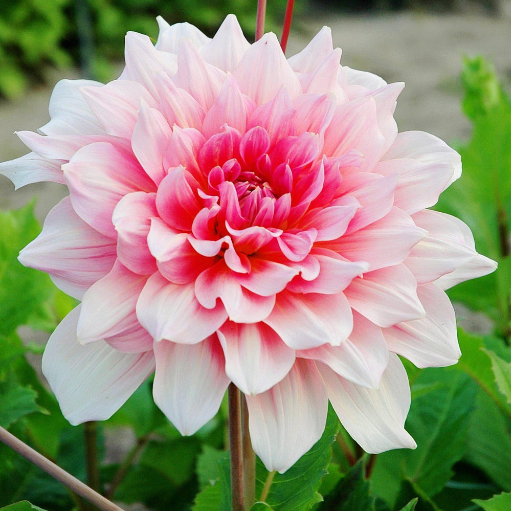 Dahlia - Otto's Thrill