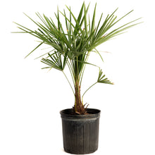 Windmill Palm Tree