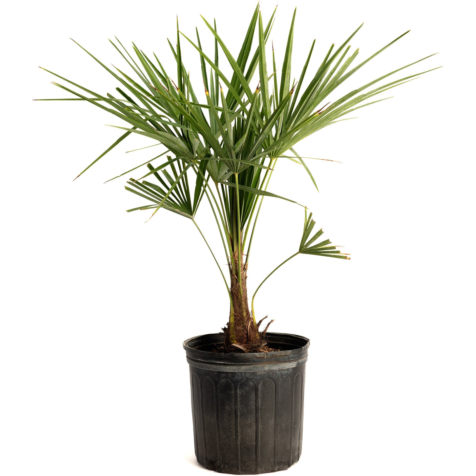 Windmill Palm Tree