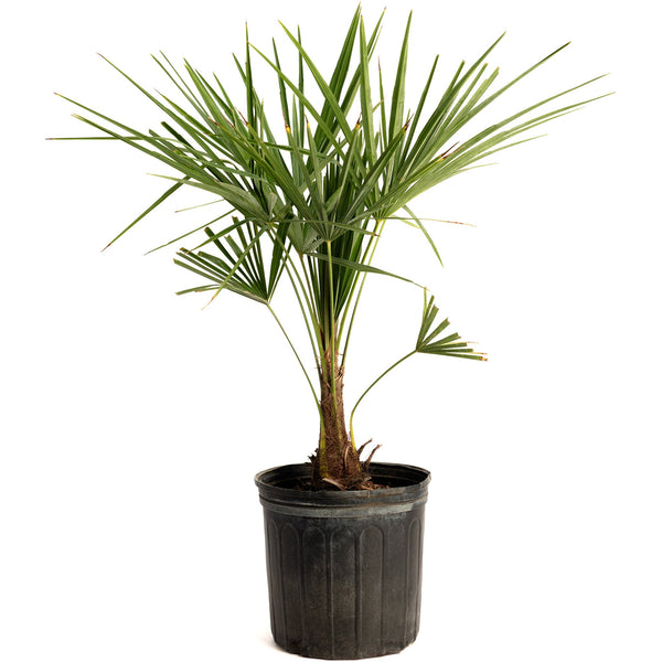 Windmill Palm Tree