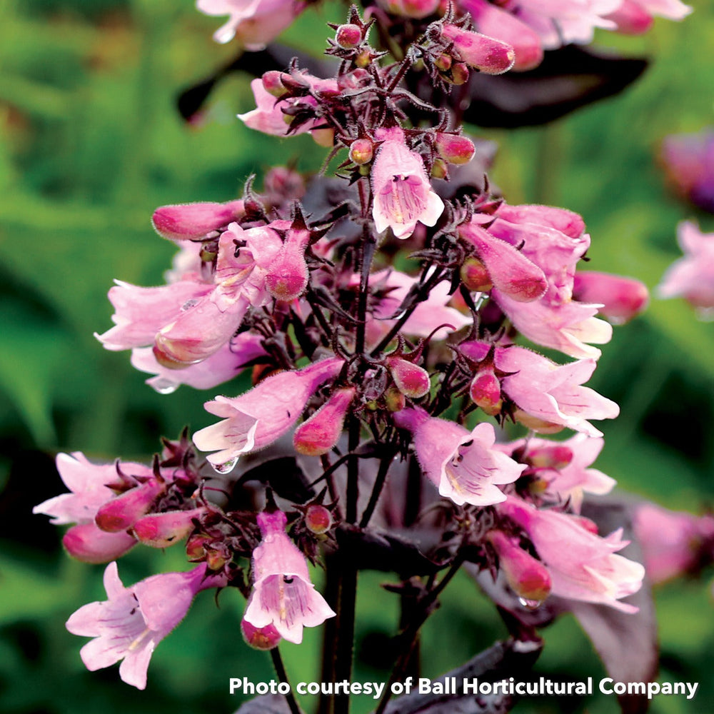 Penstemon x Dakota Burgundy 1Q