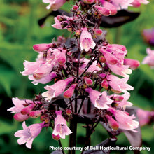 Penstemon x Dakota Burgundy 1Q