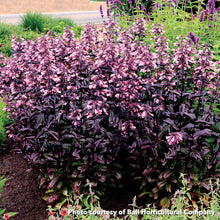 Penstemon x Dakota Burgundy 1Q