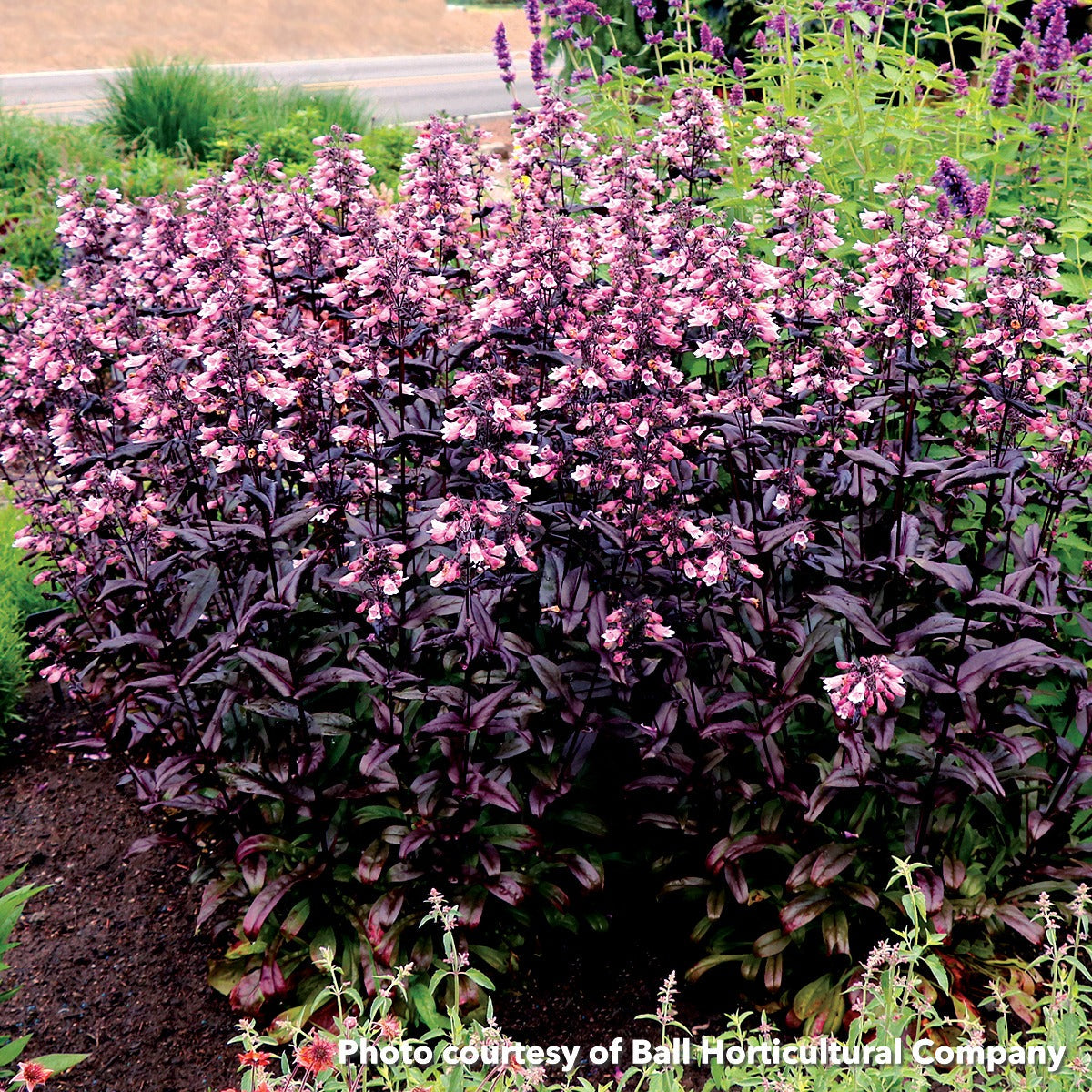 Penstemon x Dakota Burgundy 1Q
