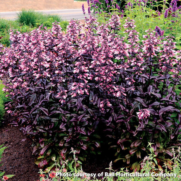 Penstemon x Dakota Burgundy 1Q