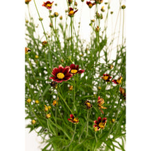 Li'l Bang™ Red Elf Coreopsis