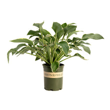 Francee Hosta