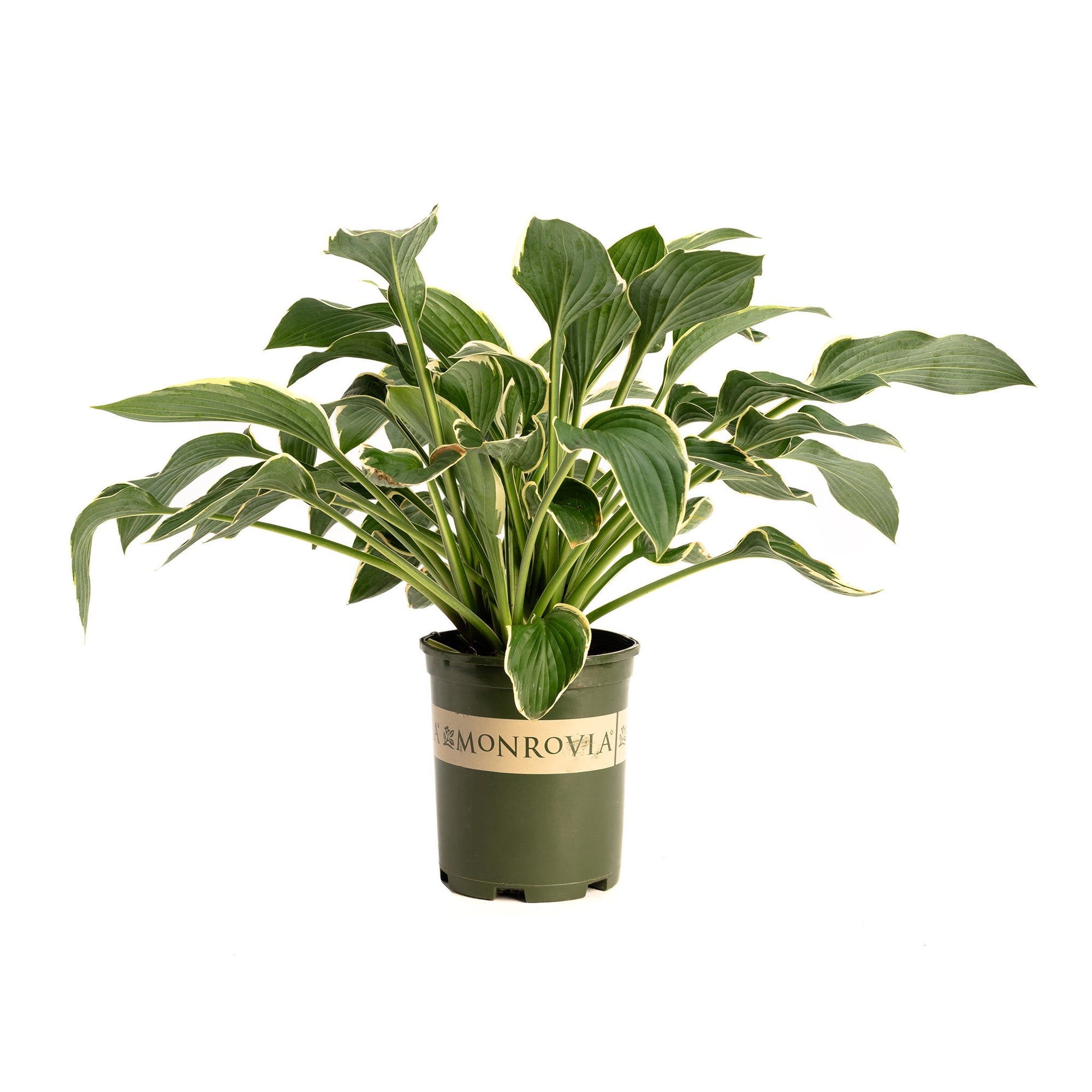 Francee Hosta