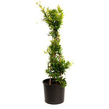 Carolina Jasmine