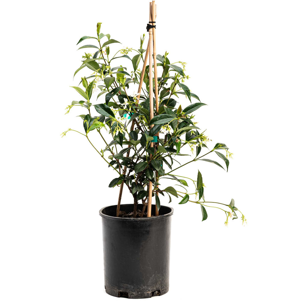 Star Jasmine