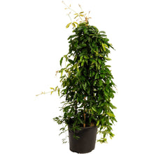 Tangerine Beauty Crossvine