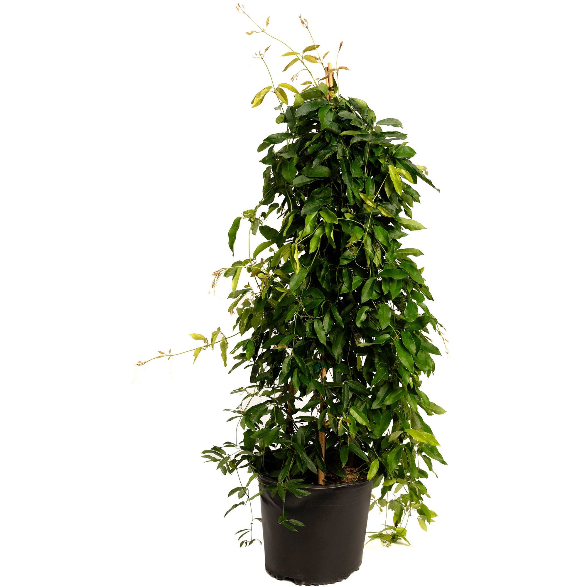 Tangerine Beauty Crossvine