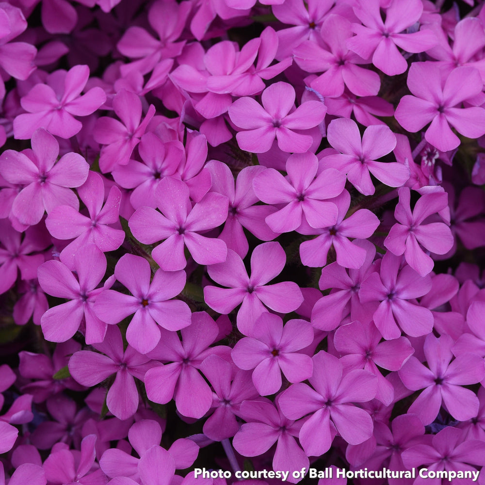 Phlox Candy Cloud Dark Pink 1G