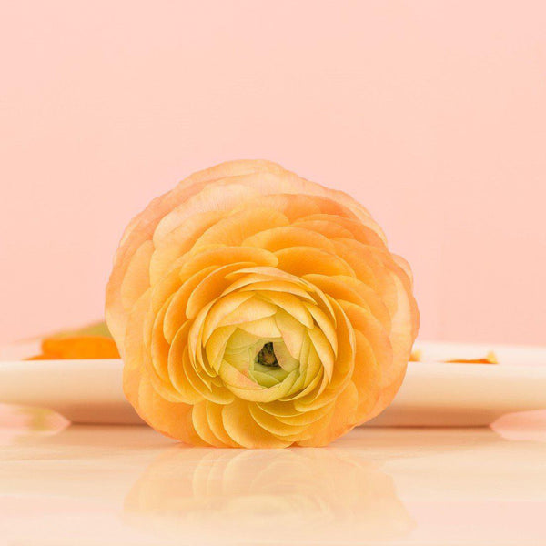 Ranunculus - Tecolote Gold