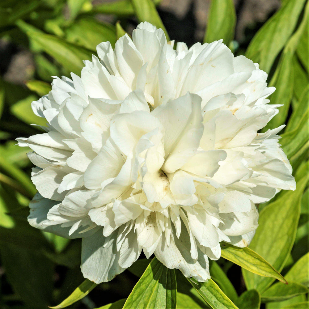 Peony - Alba Plena