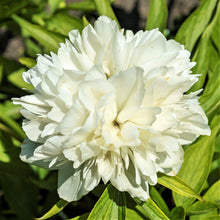 Peony - Alba Plena