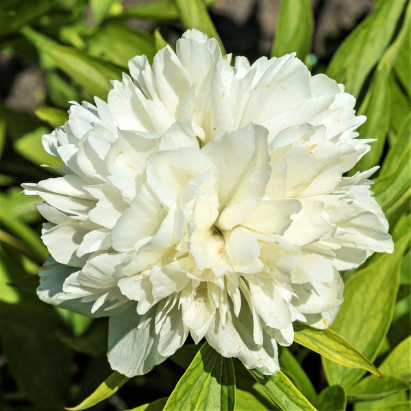 Peony - Alba Plena