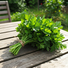 Parsley Plain Leaved Seed