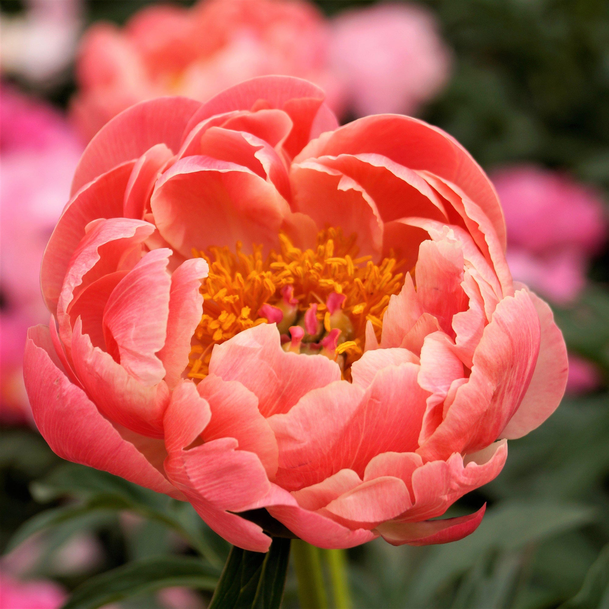 Peony - Coral Charm