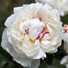 Peony - Festiva Maxima