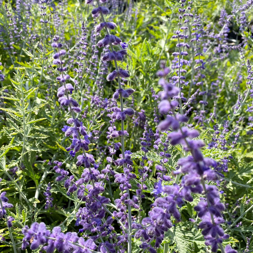 Perovskia atriplicifolia 1G