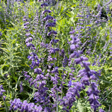 Perovskia atriplicifolia 1G