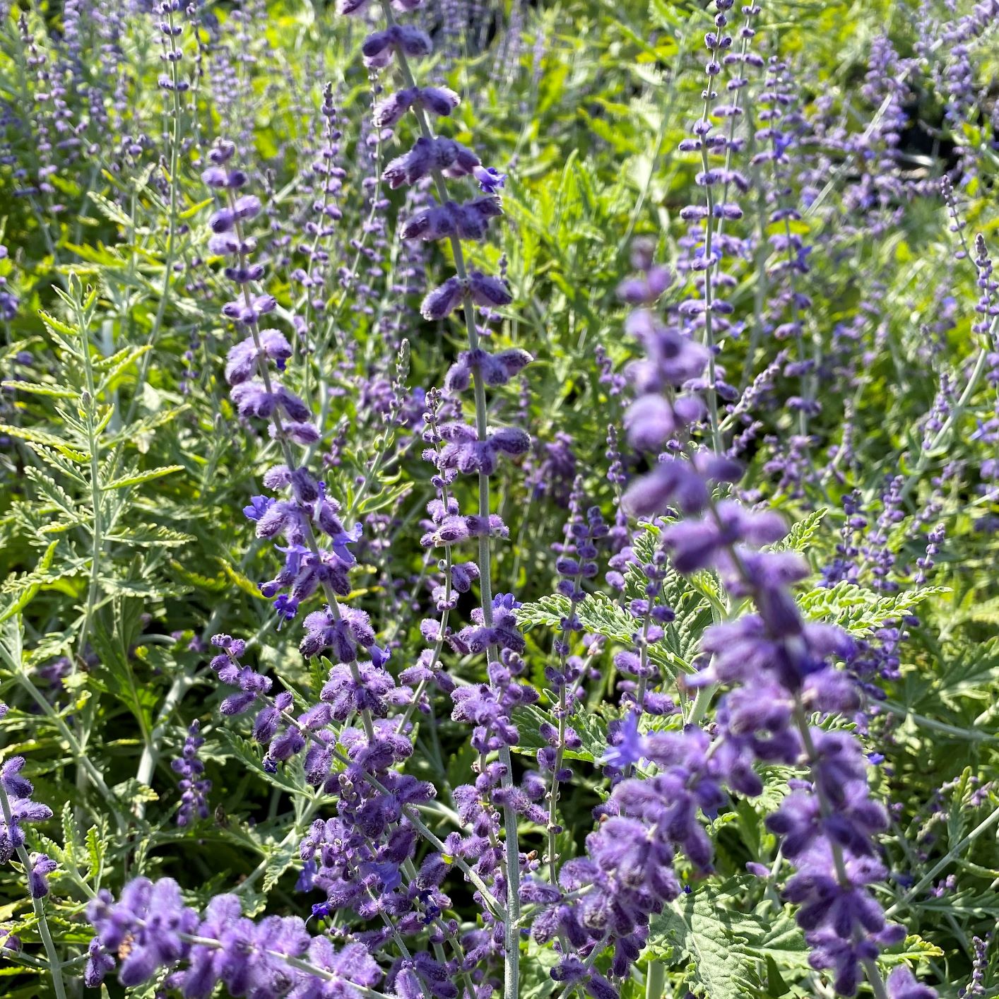 Perovskia atriplicifolia 1G