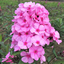 Phlox - Eva Cullum