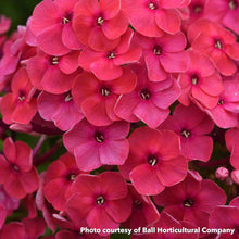 Phlox paniculata Ka-Pow Soft Pink 1G