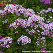 Phlox paniculata Ka-Pow White Bicolor 1G