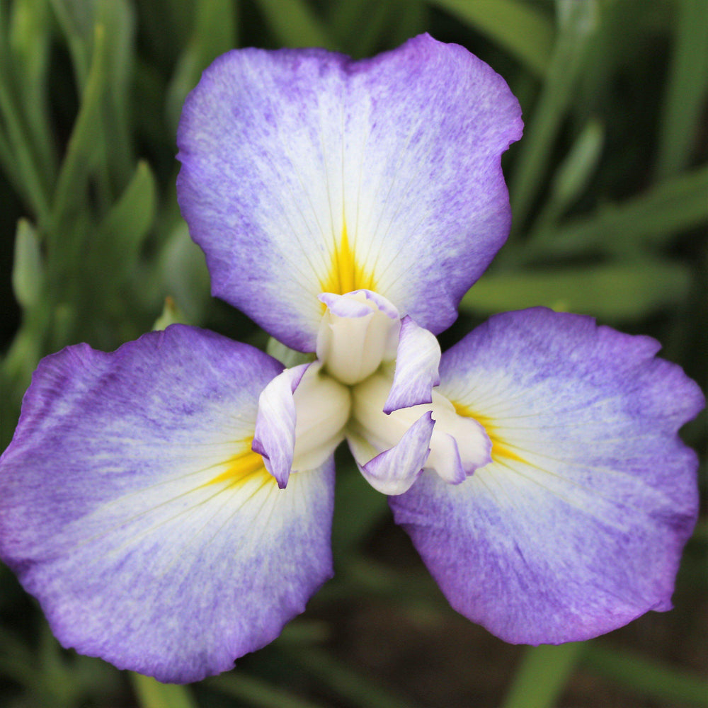 Japanese Iris - Zen Garden Mix