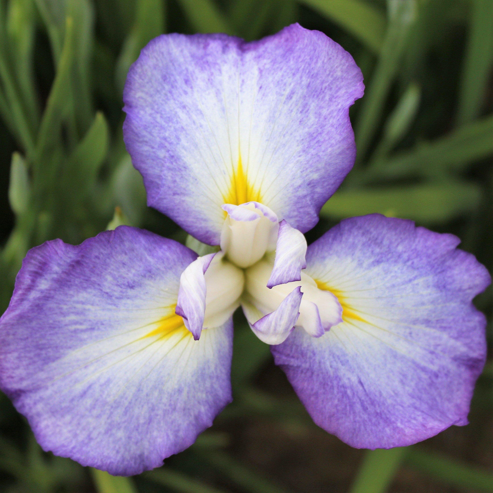 Japanese Iris - Zen Garden Mix