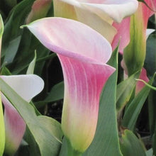 Calla - Pink Melody