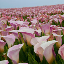 Calla - Pink Melody