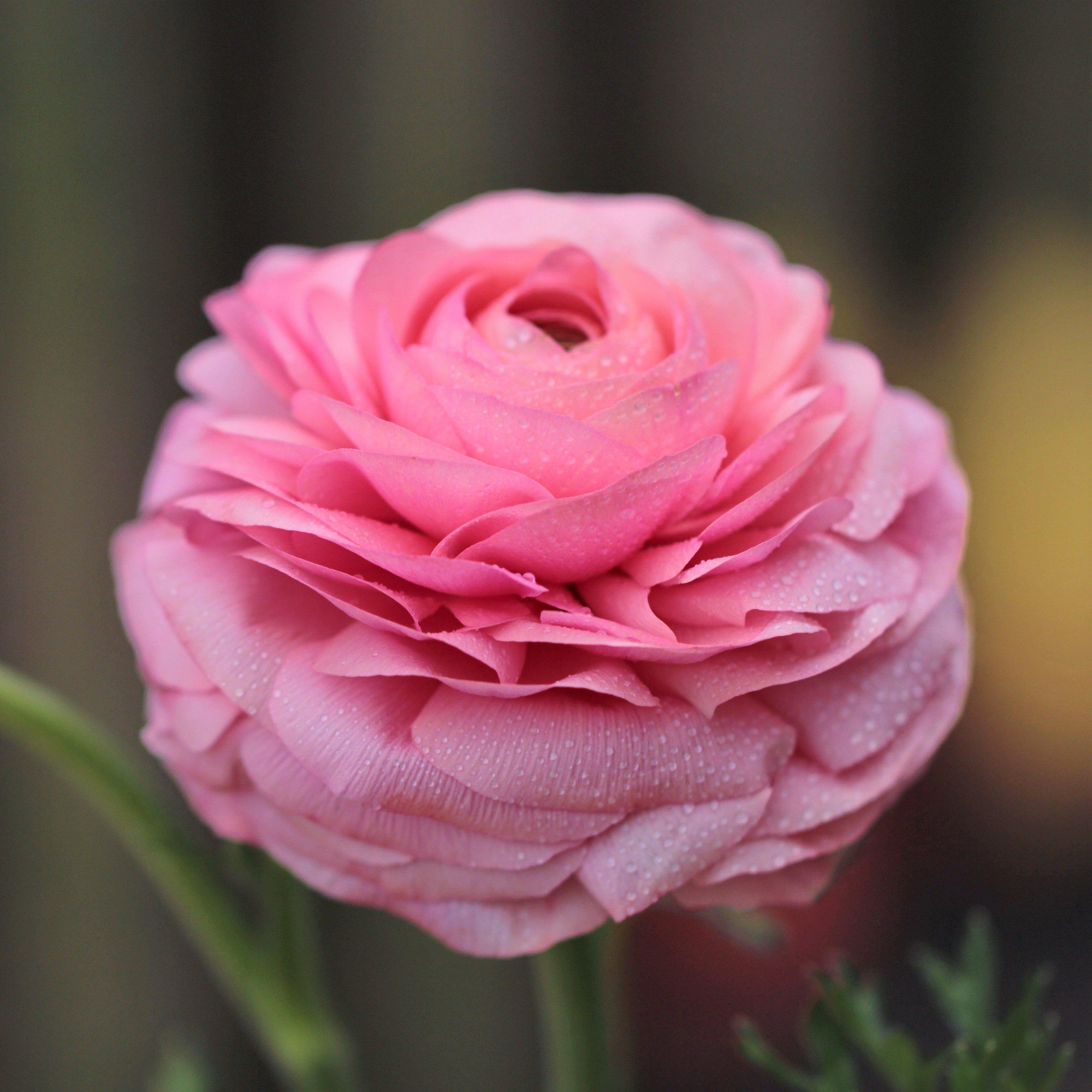 Ranunculus - Tecolote Rainbow Mix