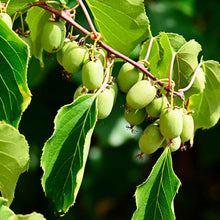 Prolific Kiwi