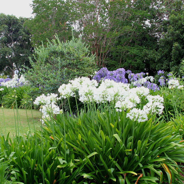 Agapanthus - Glacier Stream