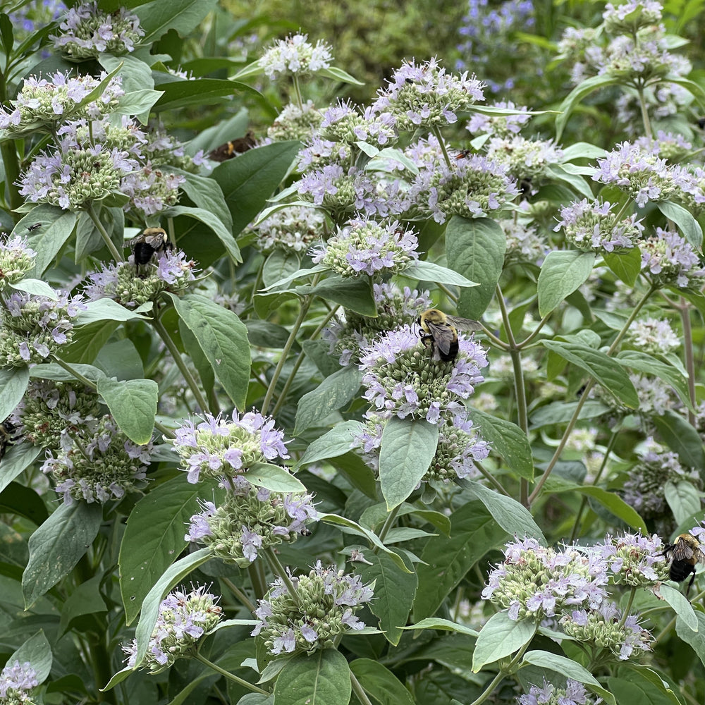 Pycnanthemum incanum 1G