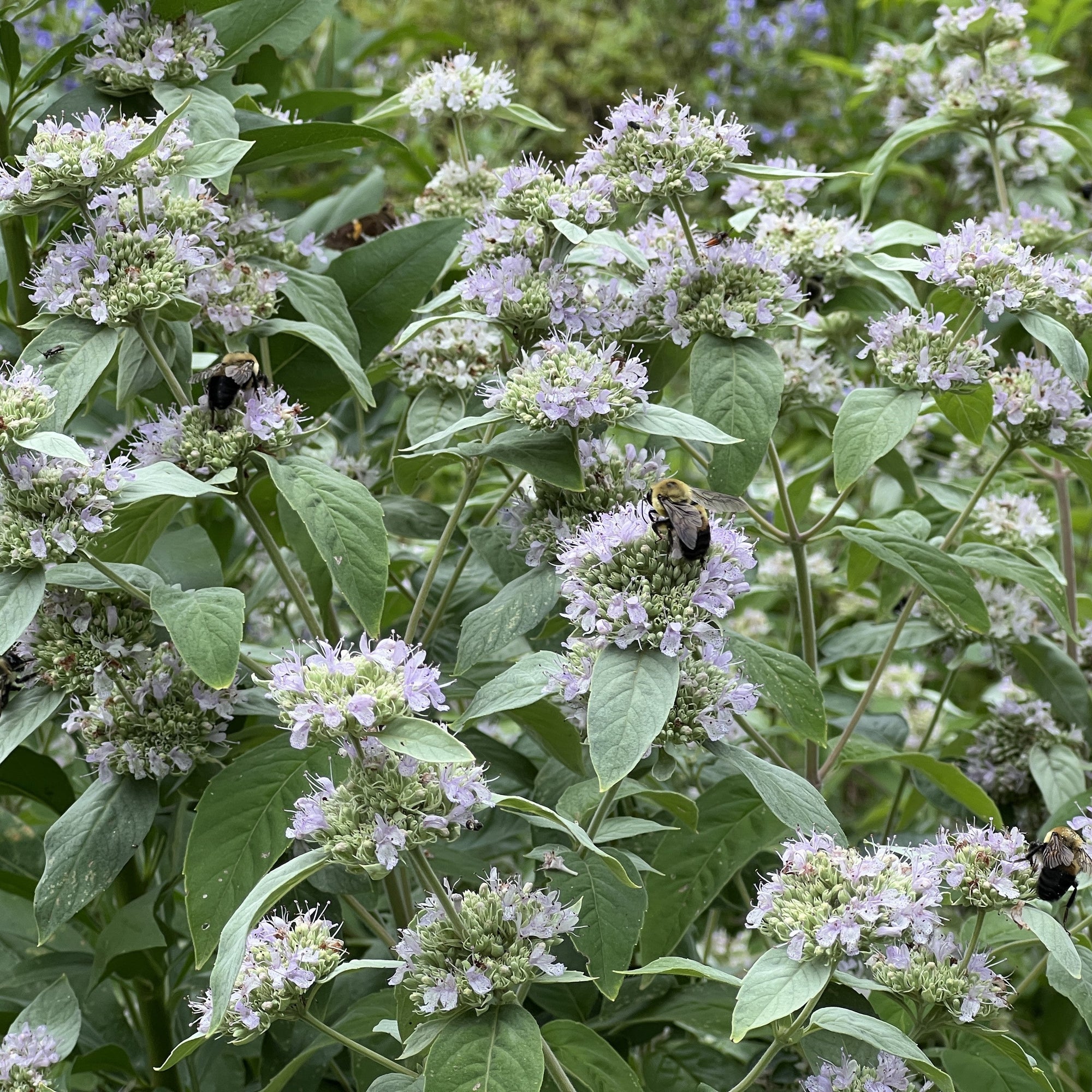 Pycnanthemum incanum 1G