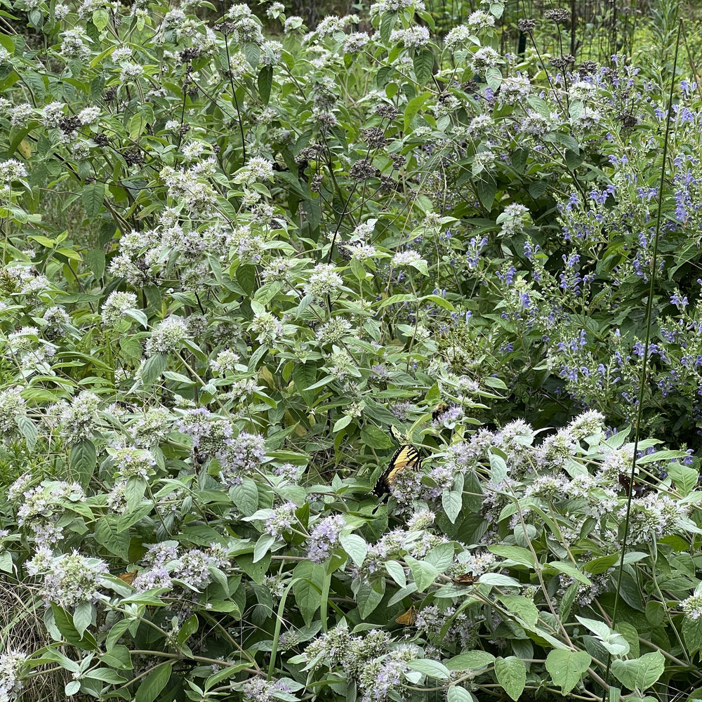 Pycnanthemum incanum 1G