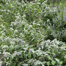 Pycnanthemum incanum 1G