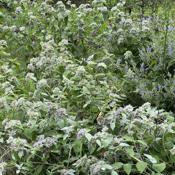 Pycnanthemum incanum 1G