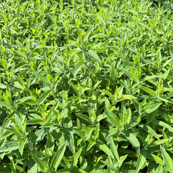 Pycnanthemum incanum 1G