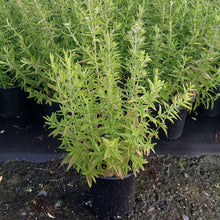 Pycnanthemum pilosum 1G