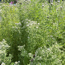 Pycnanthemum pilosum 1G