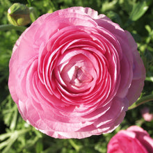 Ranunculus - Tecolote Pink